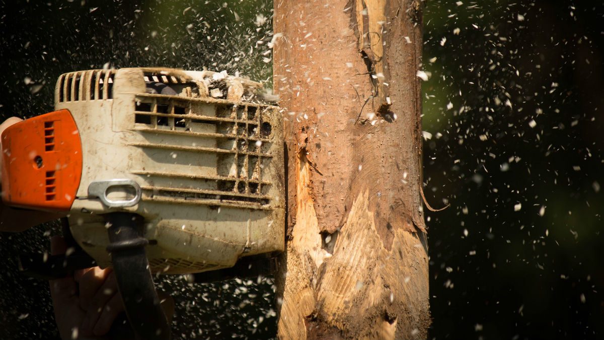 Chainsaw felling a tree
