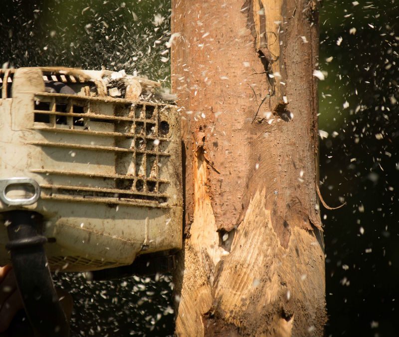Chainsaw felling a tree