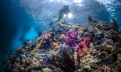 best diving sites in the world raja ampat scuba getty images