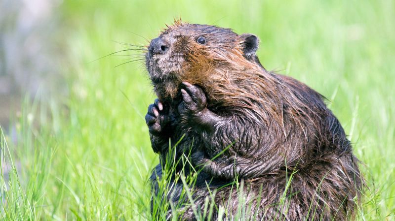 Would You Drink Eau de Musc, a Whiskey Flavored by Beavers? - The Manual