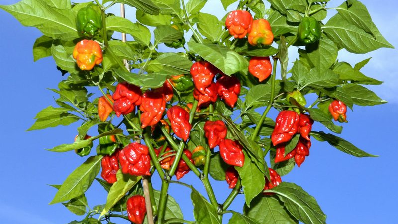carolina reaper