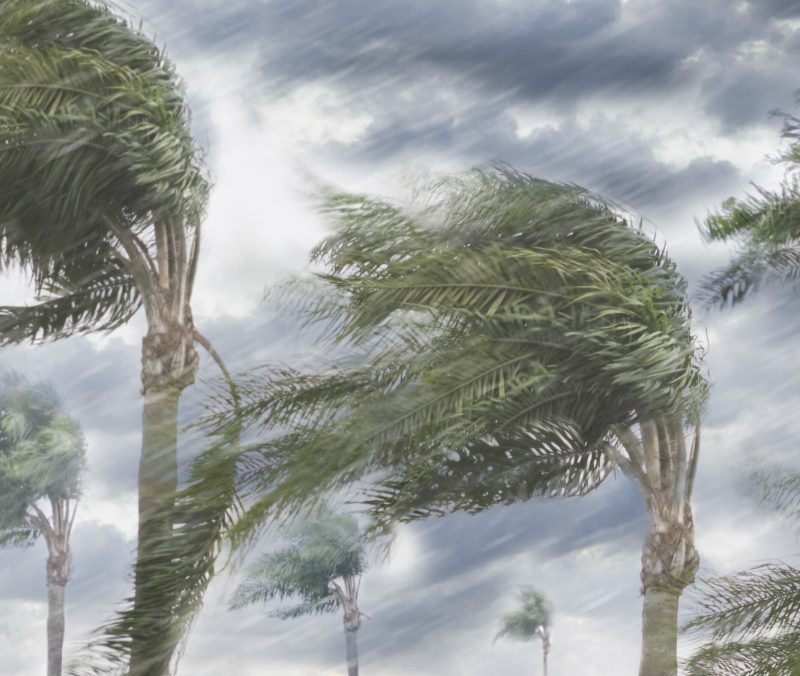 Palm trees blowing in a hurricane