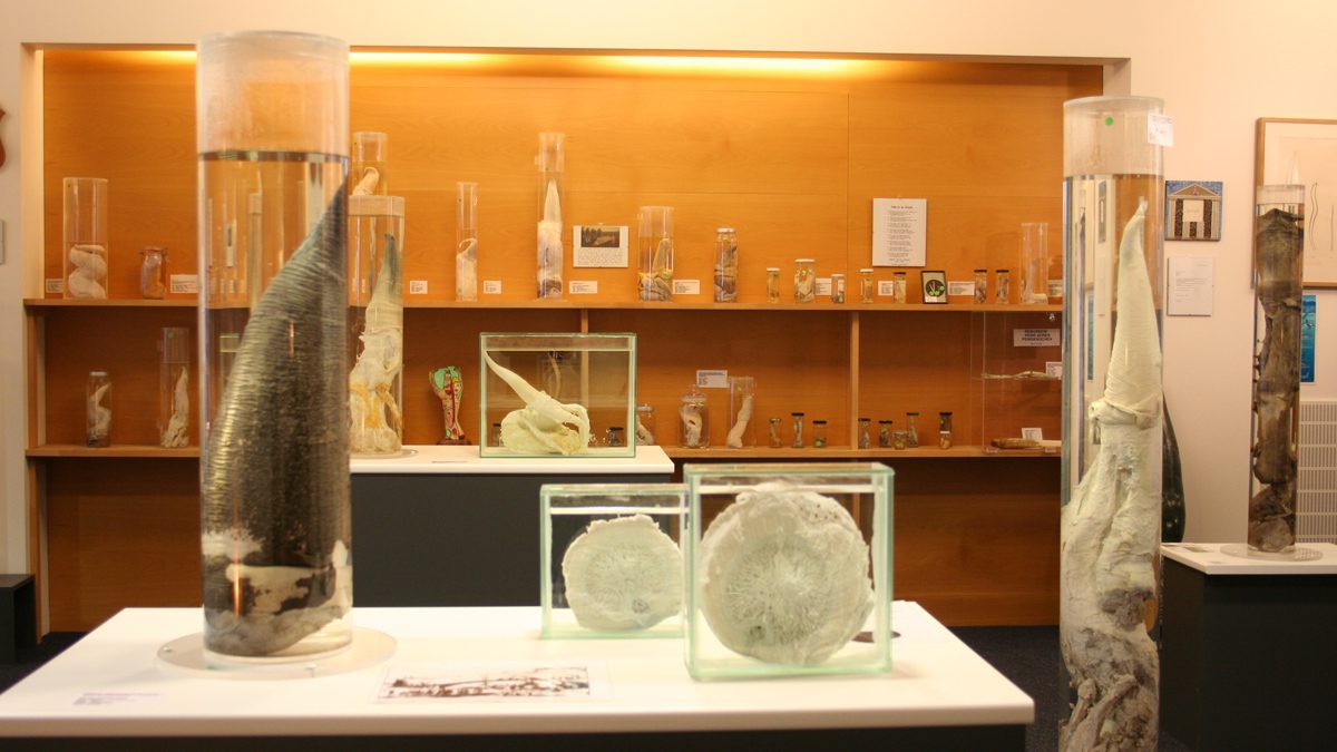 Iceland Phallological Museum