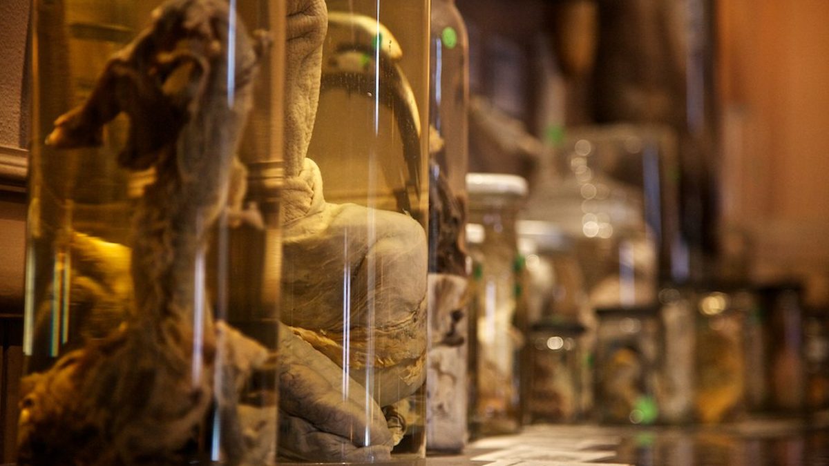 Iceland Phallological Museum