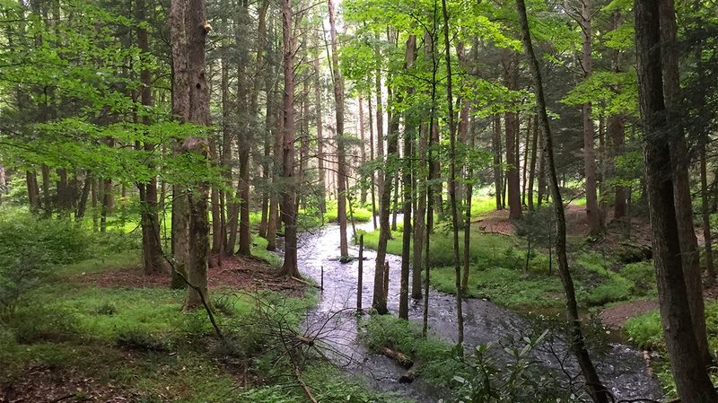 Mongaup River Trail