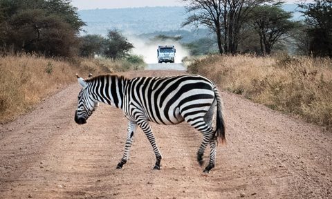 african safari zebra truck