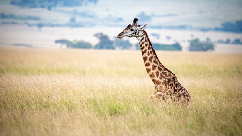 african safari