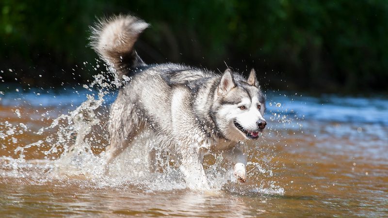 alaskan malamute