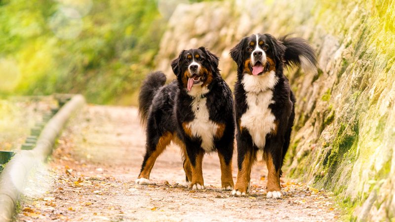 Bernese Mountain Dog