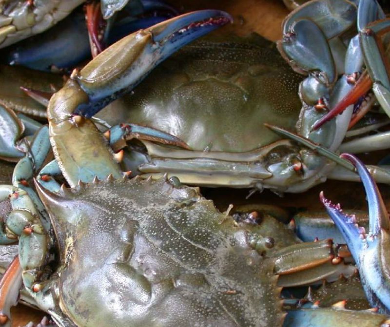 Blue crab