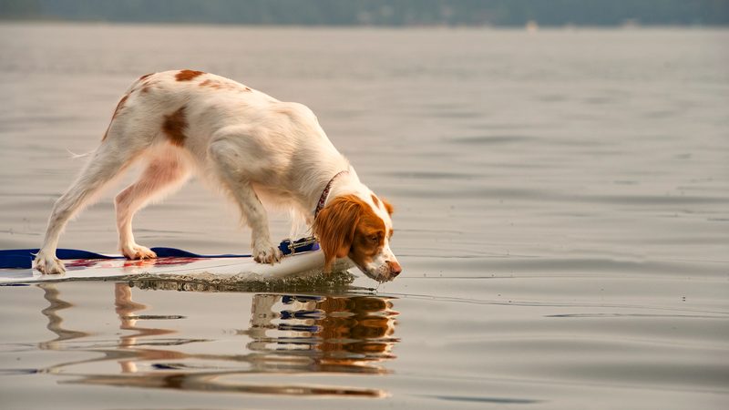 brittnay dog