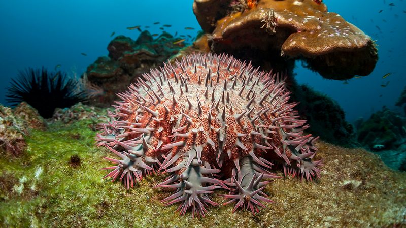 Crown of Thorns Starfish