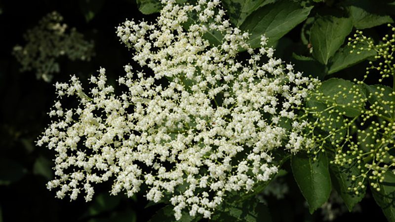 Elderflower flower plant