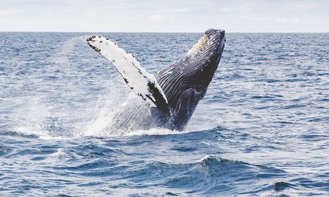 humpback whale breaching east coast