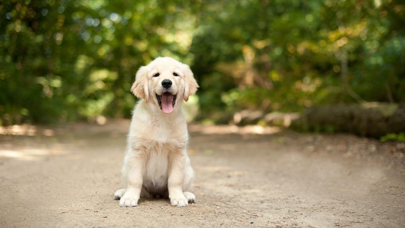 labrador retriever puppy
