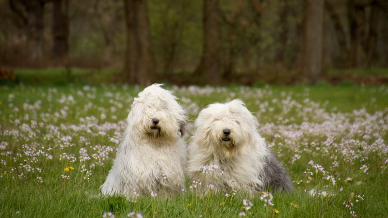 old english sheepdogs