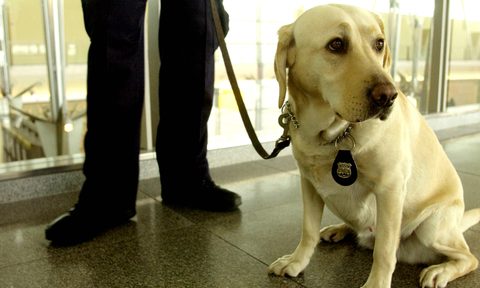 tsa canine adoption program