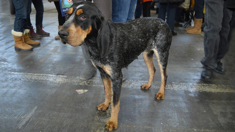 bluestick coonhound