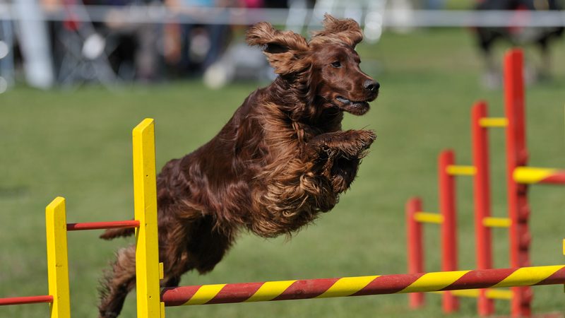 irish setter
