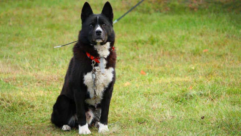 karelian bear dog