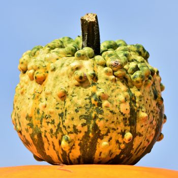 pumpkin gourd
