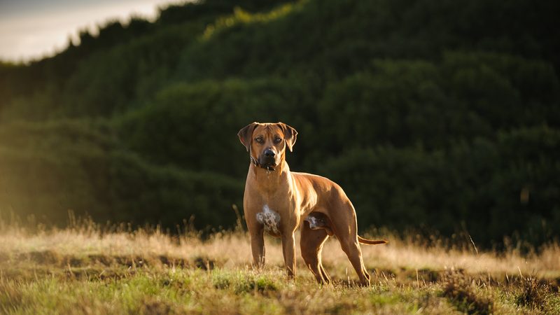 rhodesian ridgeback