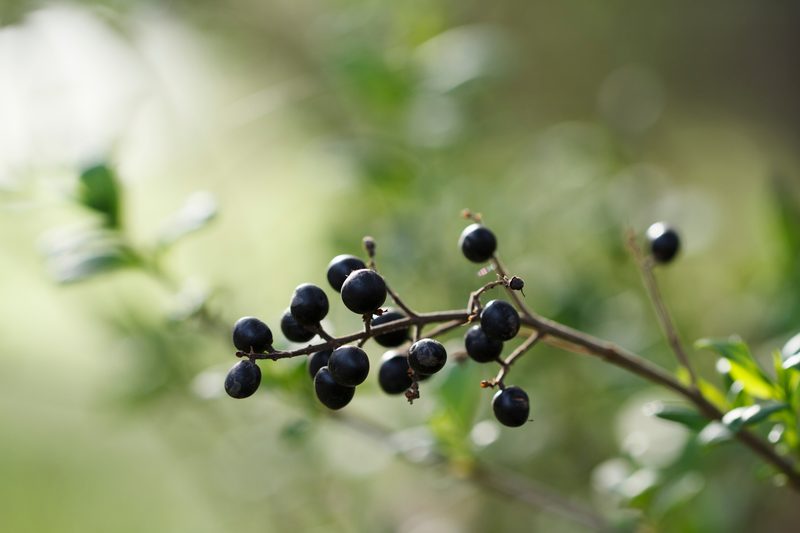 sloe berries
