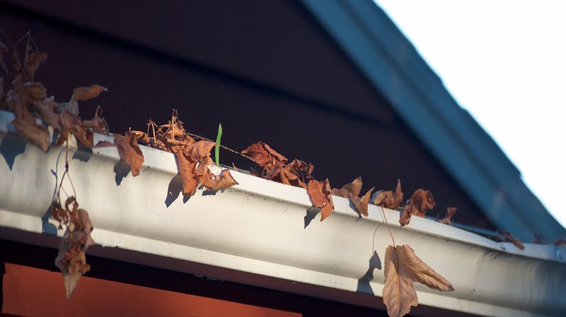 leaves in a gutter