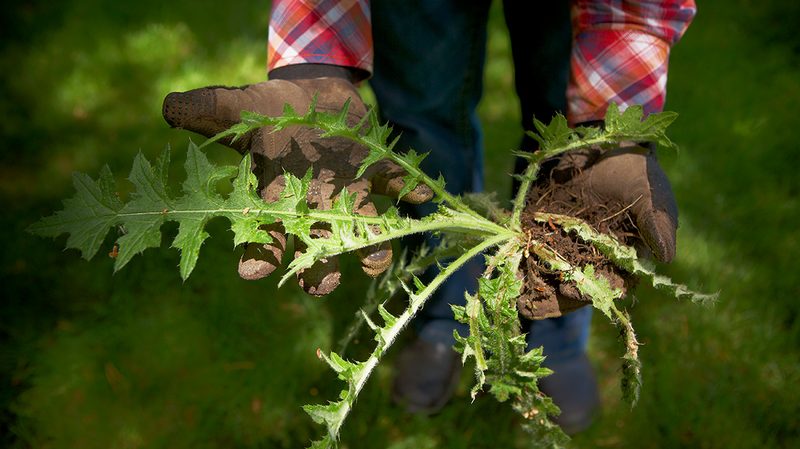weeds in gloved hands