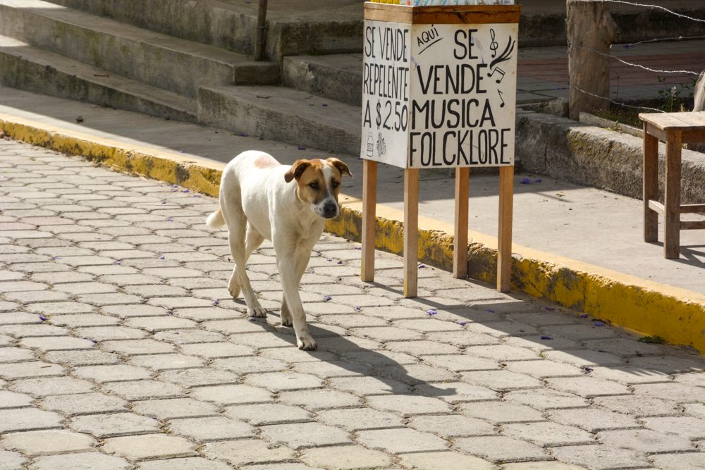 best things to do in ecuador quito otavalo banos places visit cascada de peguche 2