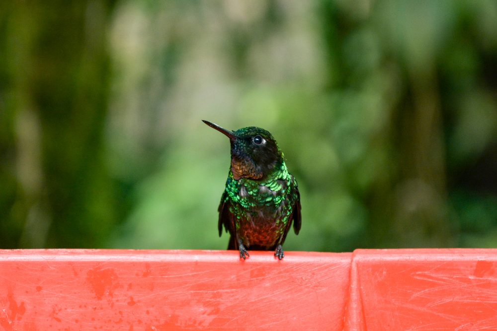 best things to do in ecuador quito otavalo banos places visit guango lodge 2