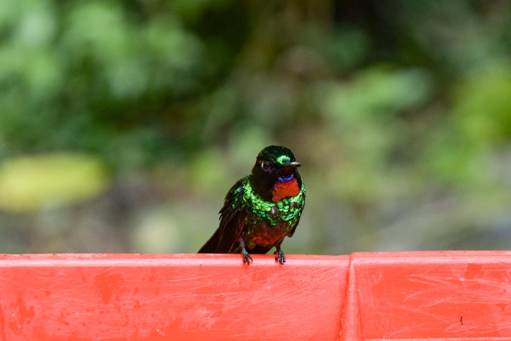 best things to do in ecuador quito otavalo banos places visit guango lodge 3
