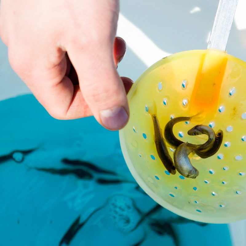 ice fishing basics everything you need to know about minnows 12