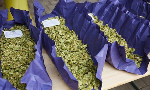 what are hops sam adams jim koch hallertau harvest munich 5  dirk spath