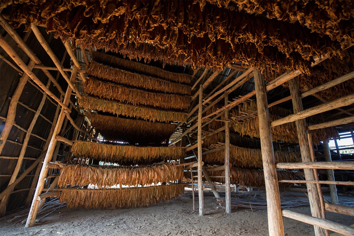 tobacco farm
