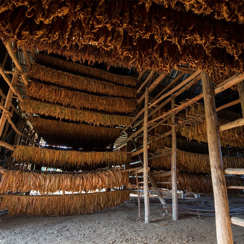 tobacco farm