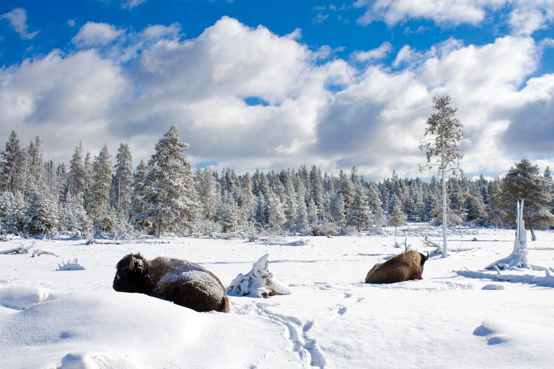 yellowstone national park