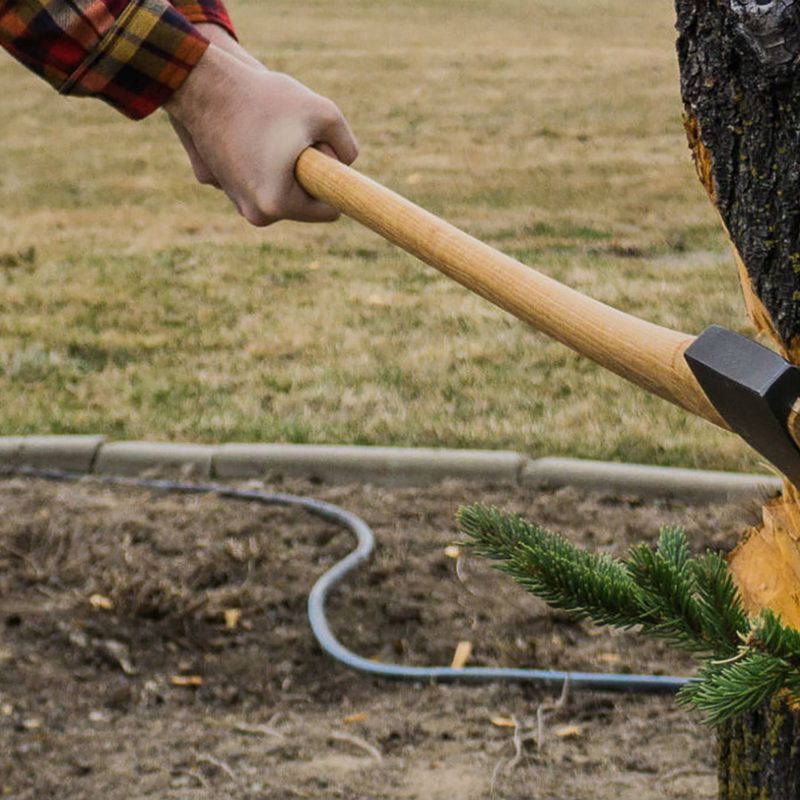 Cutting a notch to fell a tree