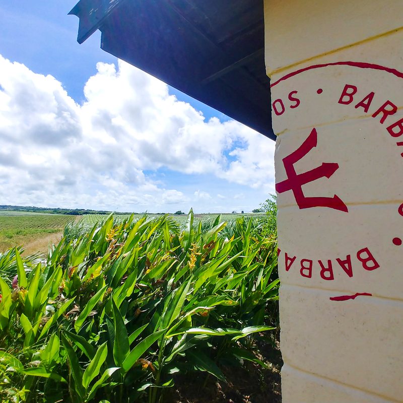 barbados bars restaurants distlleries guide side of bus stop at mount gay rum distillery 14