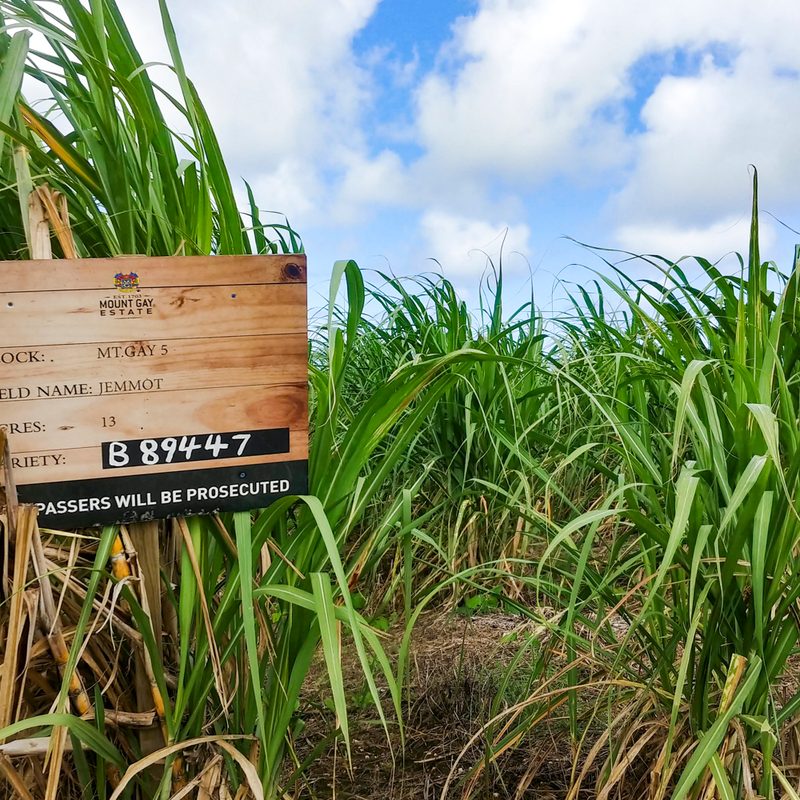 Sugar cane