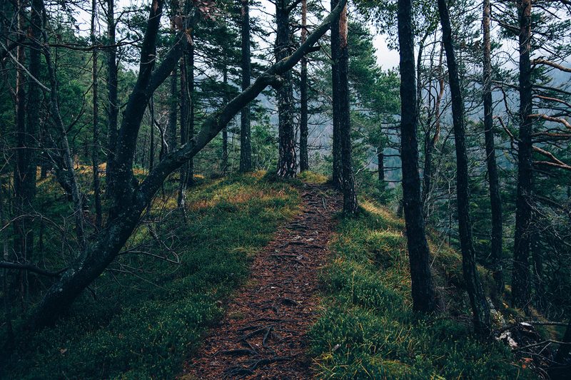 trees forest woods path