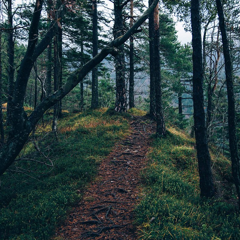 Trees in a forest along a woods path
