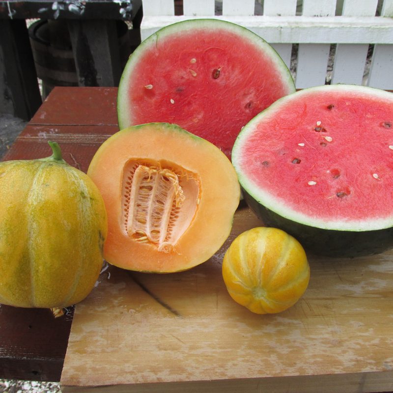 forgotten fruits vegetables heirloom heritage varieties 2018 july melons 002 1
