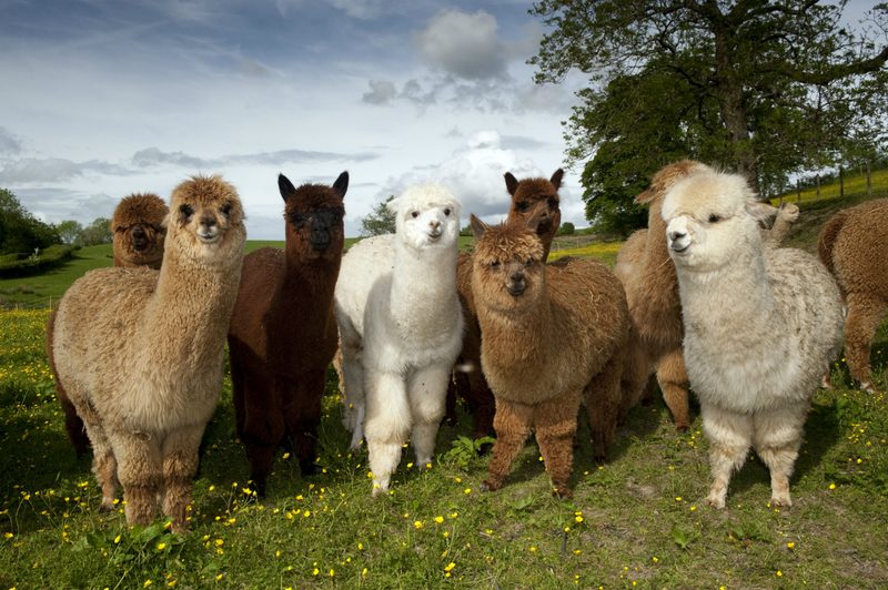 Alpacas