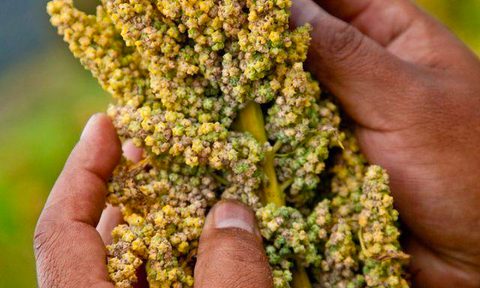 what is quinoa ancient grain recipes harvest pic 1