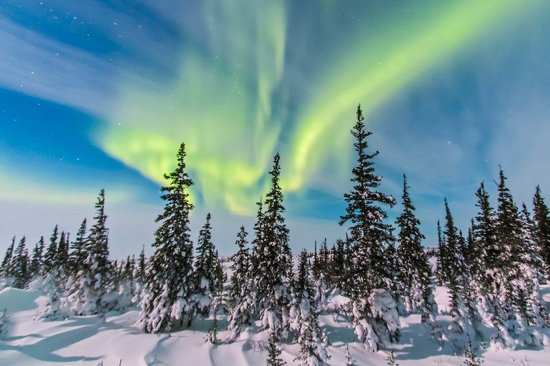 Aurora borealis over the trees in Churchill, Manitoba, Canada
