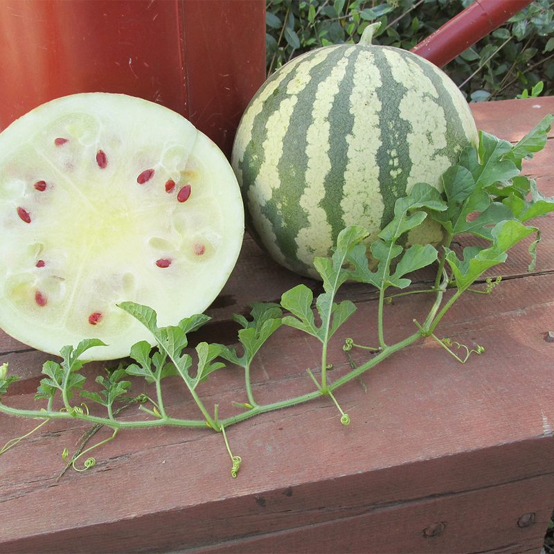 forgotten fruits vegetables heirloom heritage varieties citron melon 1