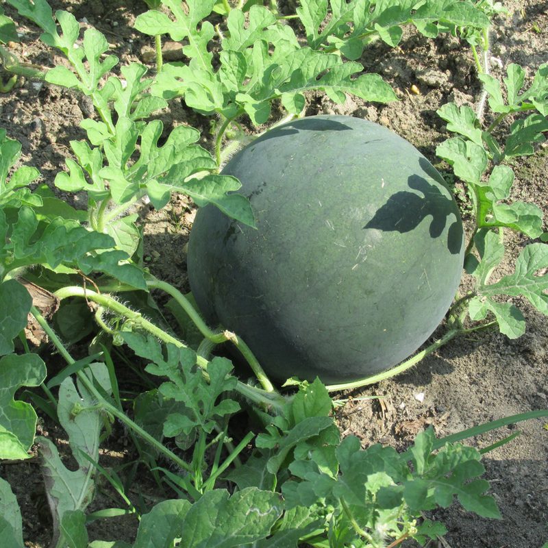 forgotten fruits vegetables heirloom heritage varieties cypriot melon 1