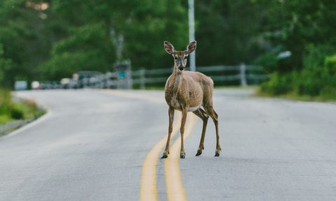 deer road crossing