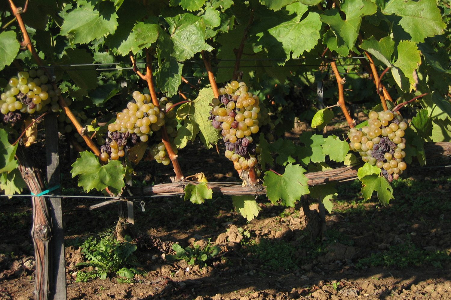 Essencia Royal Tokaji Wine Company Aszu Berries